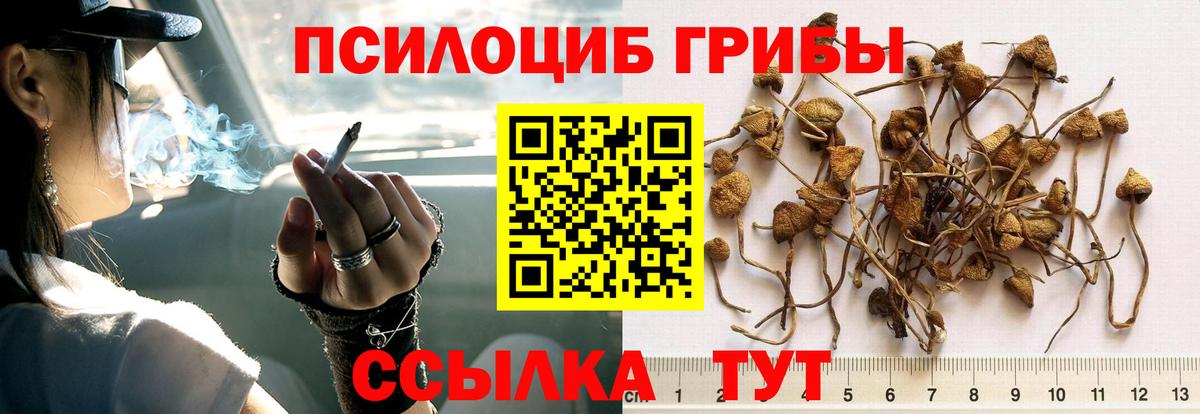 Галлюциногенные грибы Psilocybine cubensis  Вход с VPN  Камень-на-Оби  Псилоцибиновые грибы Magic Shrooms 